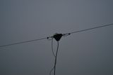 Dipole for 40m